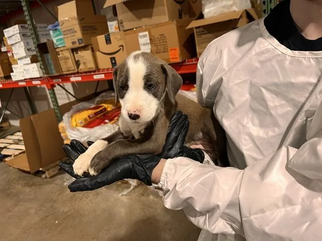 A baby small-sized female Pit Bull Terrier dog named Scarf for adoption in Colorado Springs, CO