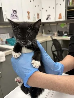 A baby small-sized female Domestic Short Hair cat named Sylvia Plath for adoption in Palm Coast, FL