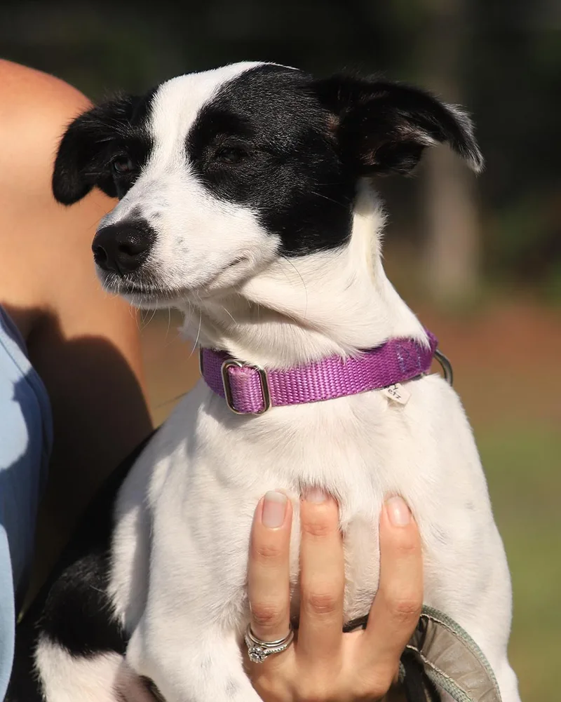 A baby small-sized female Chihuahua dog named Shelly for adoption in North Fort Myers, FL
