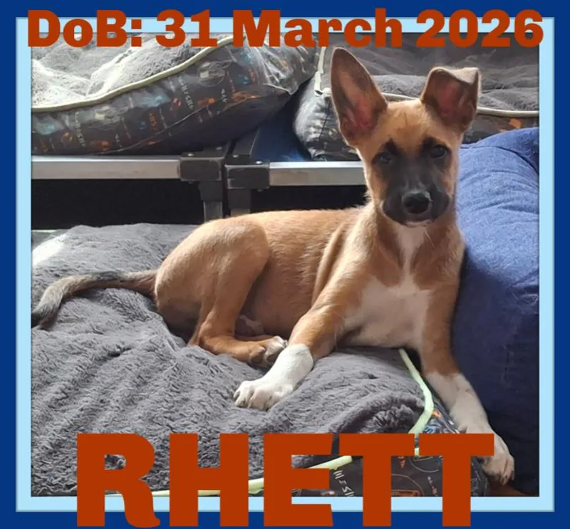 Rhett thumbnail 3