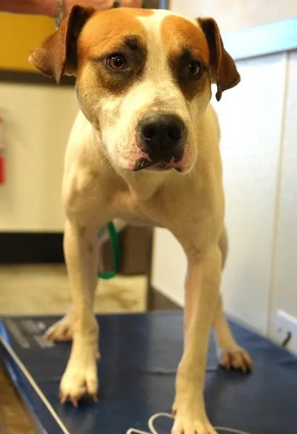 An adult large-sized male Pit Bull Terrier dog named Dirk for adoption in Bowling Green, KY