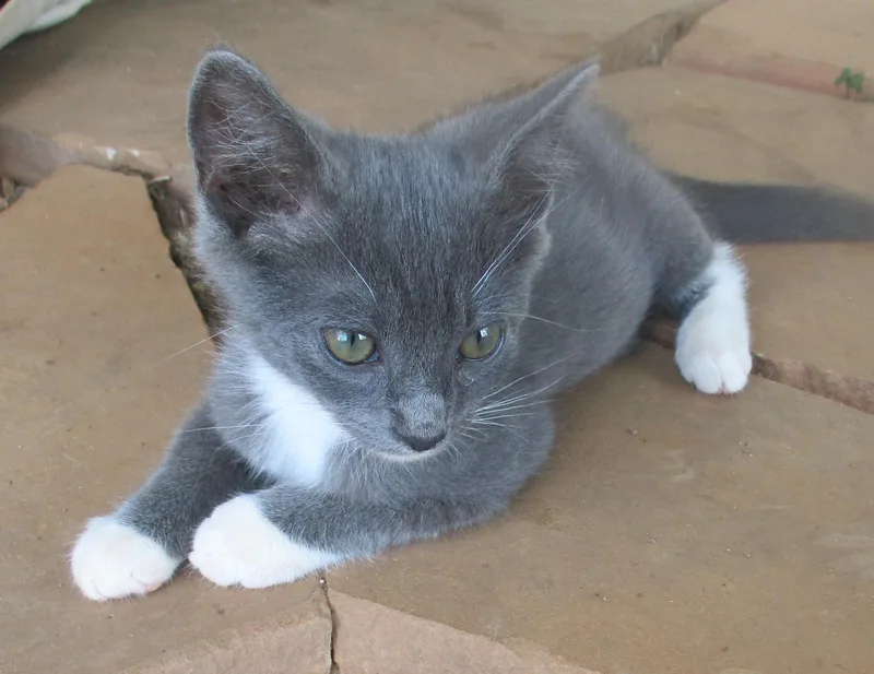 A baby medium-sized male Gray & White Domestic Short Hair cat named Mango for adoption in Troutman, NC