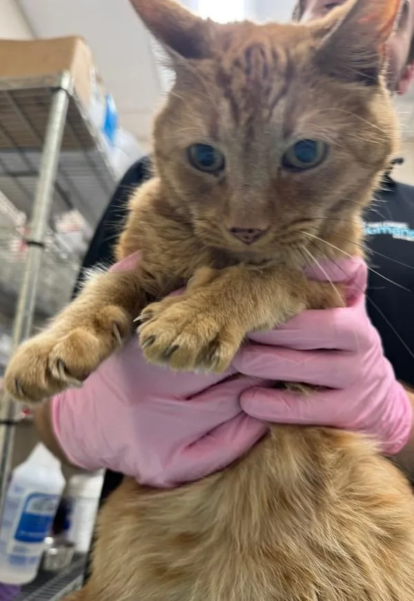 A senior medium-sized male Domestic Short Hair cat named Sam for adoption in El Cajon, CA