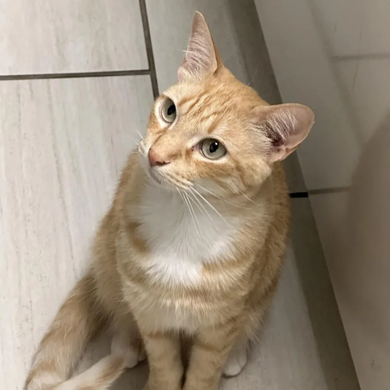 An adult large-sized male Orange / Red Domestic Short Hair cat named Link for adoption in Houston, TX