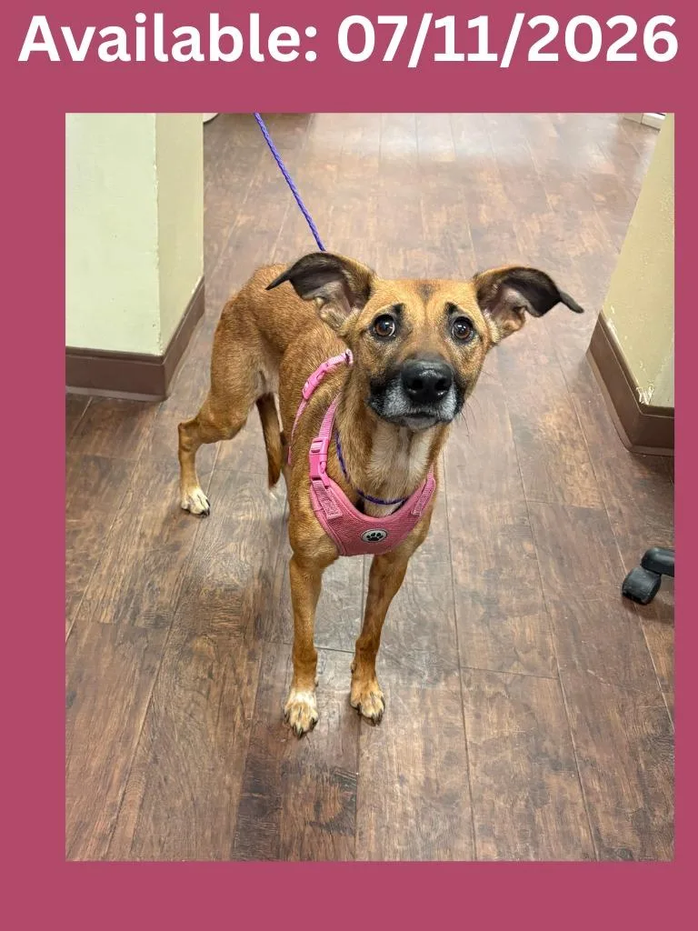 An adult medium-sized female Black Mouth Cur dog named Dog Kennel for adoption in Greenville, TX