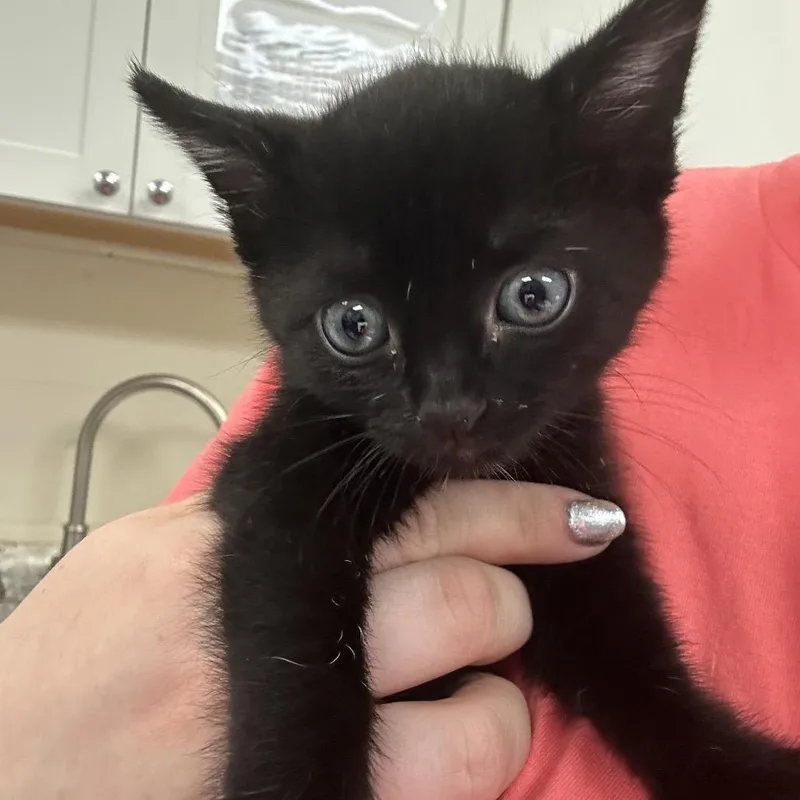 A baby small-sized female Black Domestic Short Hair cat named Giavanie for adoption in Middleburg, FL