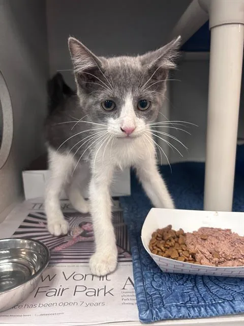 A baby medium-sized female Domestic Short Hair cat named Stormy for adoption in Dallas, TX