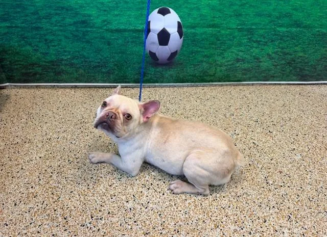 An adult small-sized female French Bulldog dog named Linda for adoption in Miami, FL