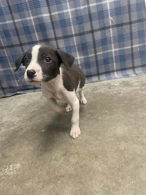 Bitsy