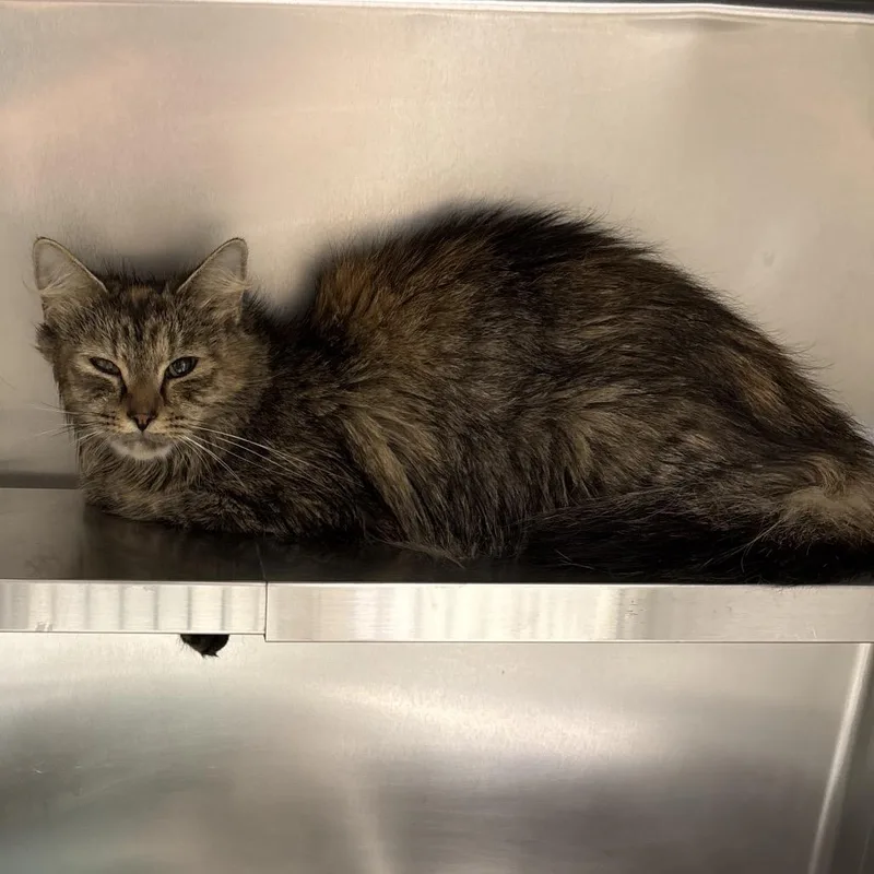 An adult medium-sized female Torbie Domestic Long Hair cat named Pumpkin for adoption in Galax, VA