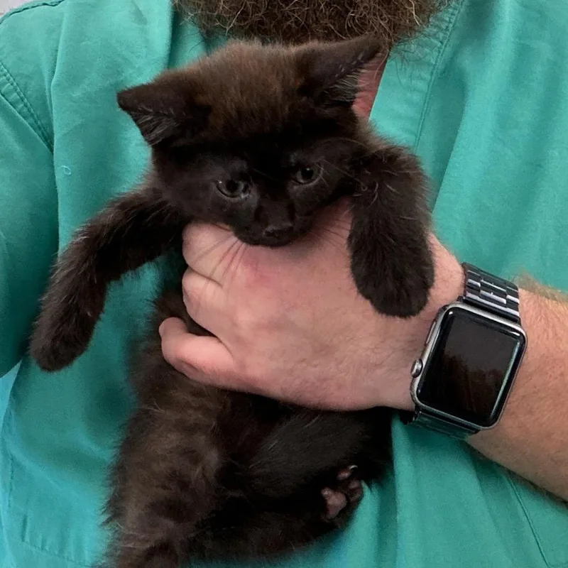A baby small-sized female Black Domestic Short Hair cat named Sparrow for adoption in Galax, VA