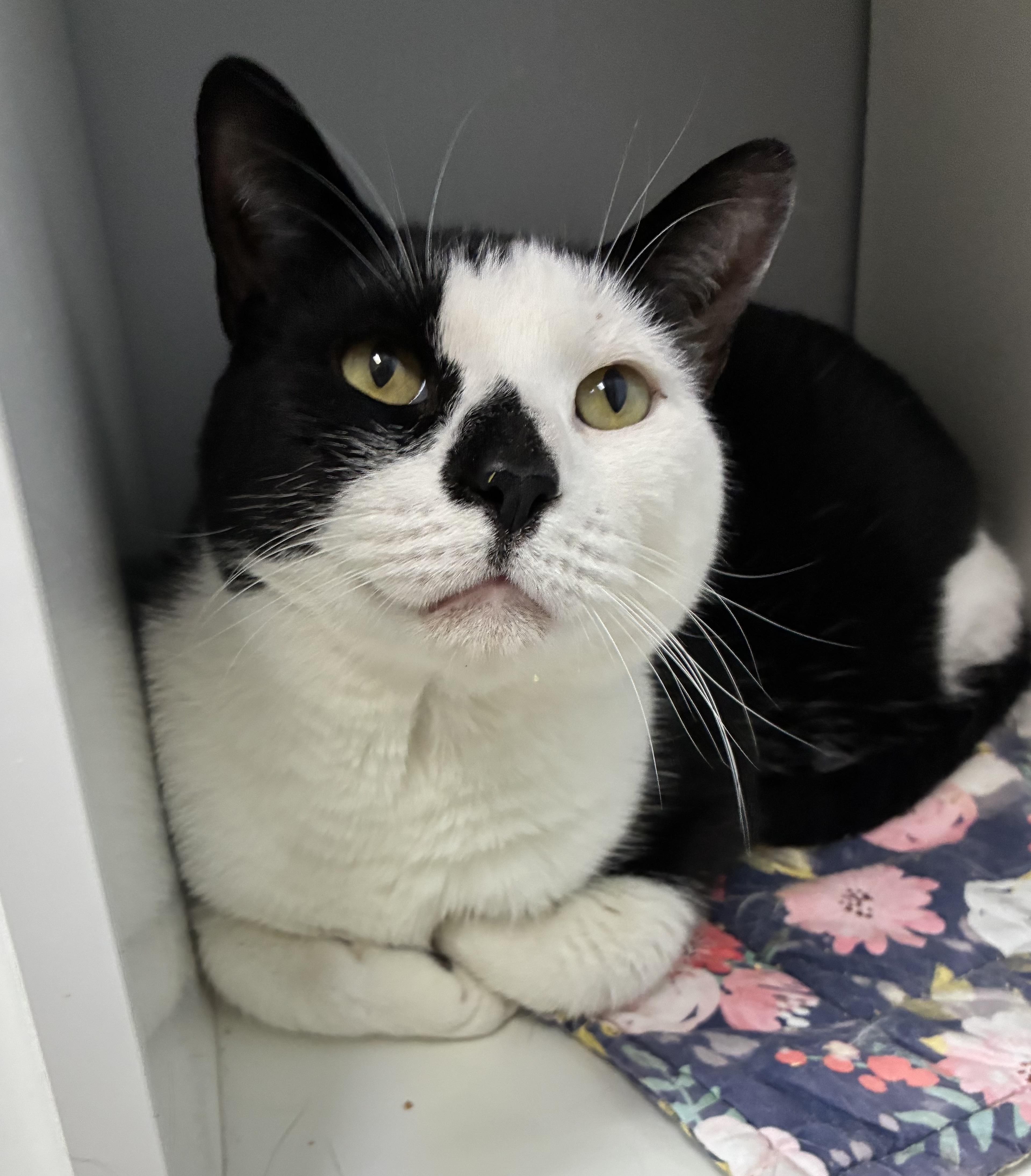 An adult large-sized male Black & White / Tuxedo Domestic Short Hair cat named Squonk for adoption in Breinigsville, PA