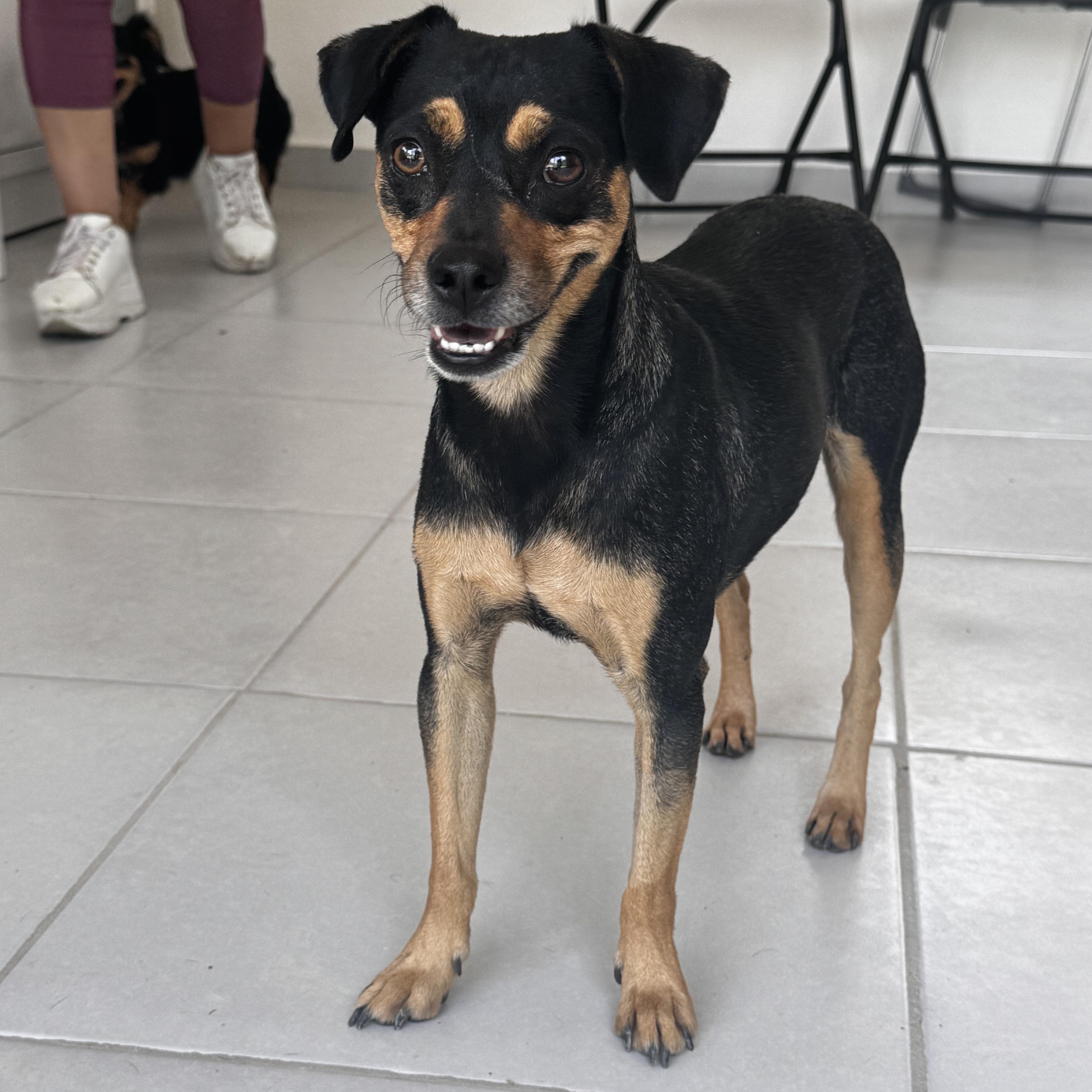 An adult small-sized female Bicolor Miniature Pinscher dog named Maki for adoption in Manvel, TX