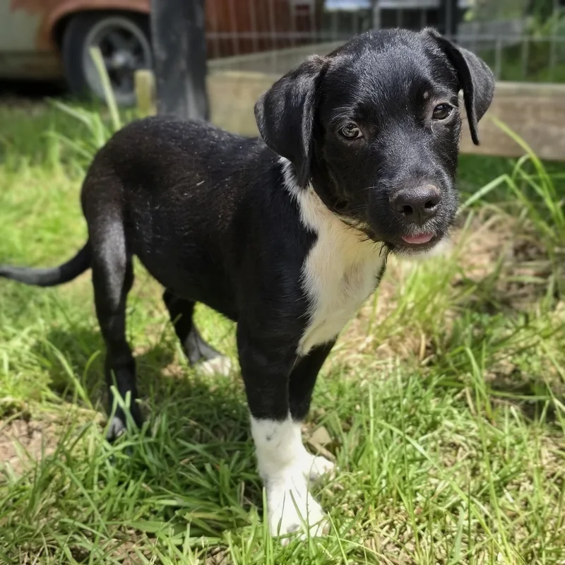 A young medium-sized male Black Schnauzer dog named Max for adoption in Cleveland, TX