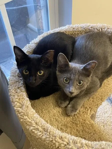 A baby small-sized female Black Domestic Short Hair cat named Cleo ST for adoption in Greenville, SC