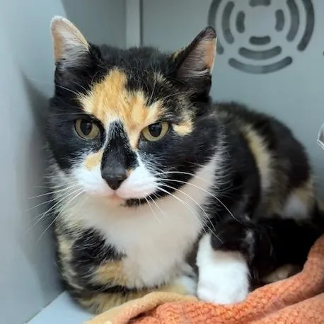 An adult medium-sized female Calico cat named Margo for adoption in Honesdale, PA