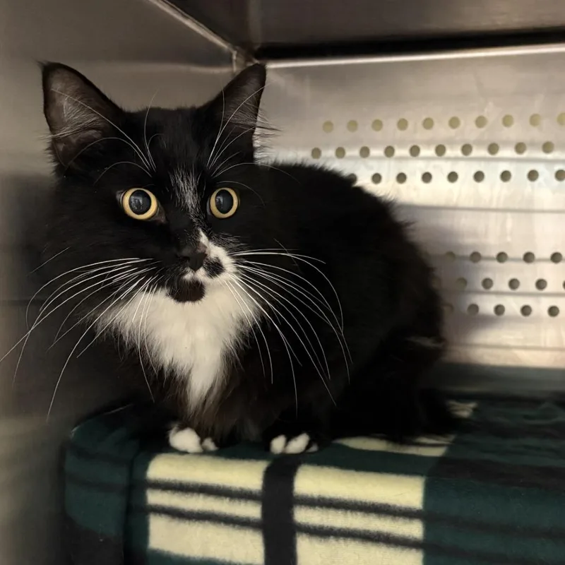An adult large-sized male Domestic Medium Hair cat named Elias for adoption in Port Townsend, WA