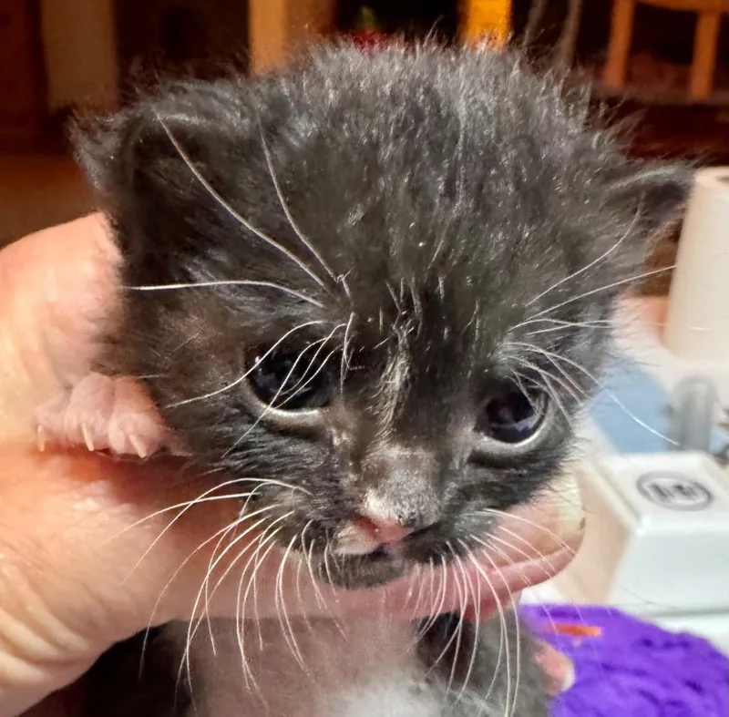 A baby small-sized male Domestic Short Hair cat named Miles for adoption in Leonardtown, MD