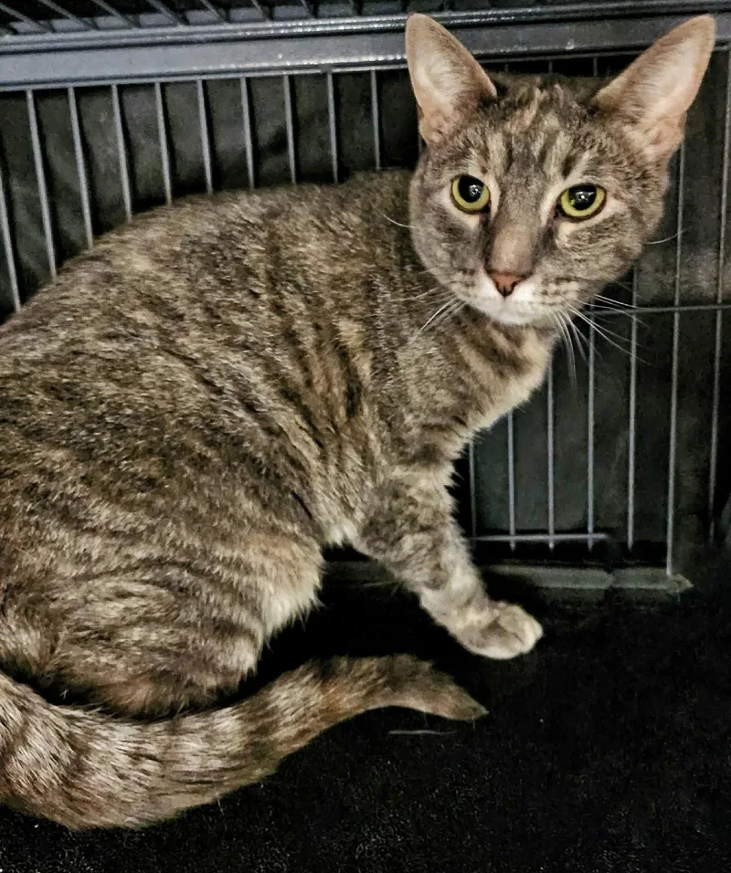 A young medium-sized female Domestic Short Hair cat named Aster for adoption in Gettysburg, PA