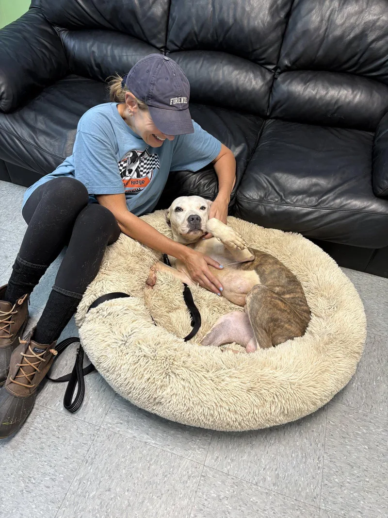 A young medium-sized male Pit Bull Terrier dog named Auggie for adoption in Spring Lake, NJ