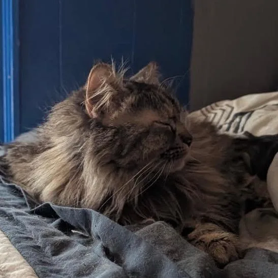 An adult small-sized female Gray / Blue / Silver Domestic Long Hair cat named Snickers for adoption in Midland, TX