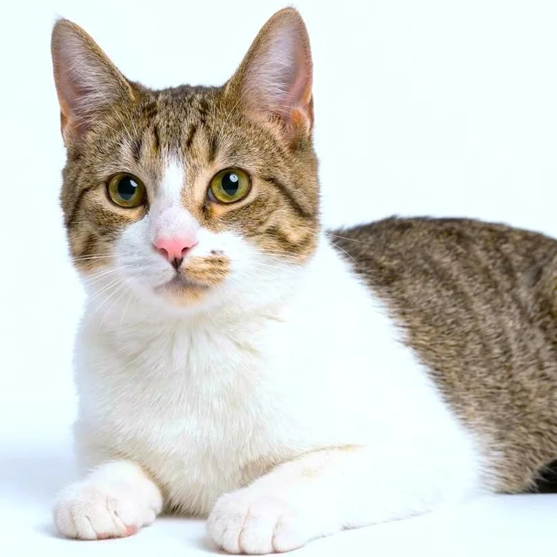 A young large-sized male White Bengal cat named Mike Hat for adoption in Danbury, CT