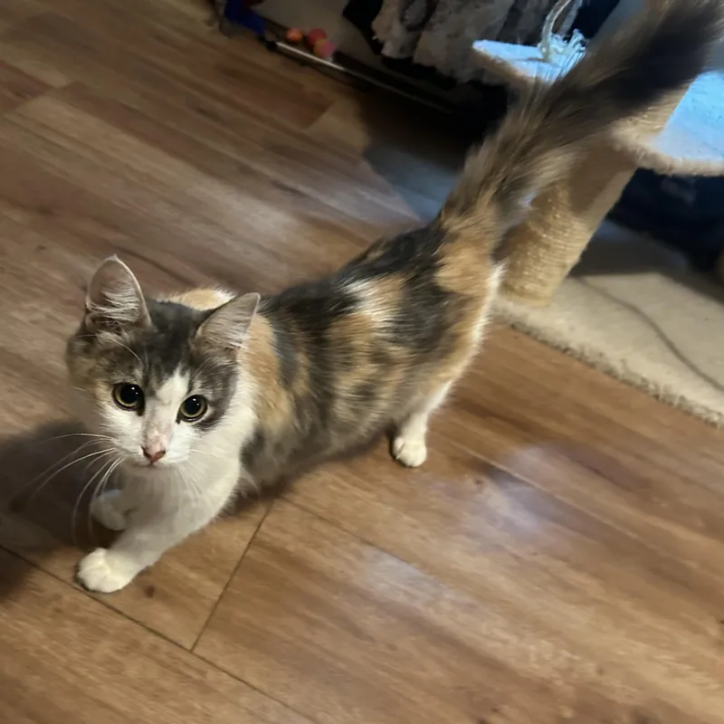 A young medium-sized female Domestic Medium Hair cat named Lilly for adoption in Lake City, MN