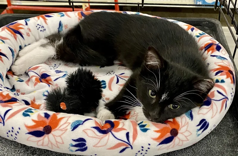 A baby medium-sized female Black & White / Tuxedo Domestic Short Hair cat named Iris for adoption in Red Bank, NJ