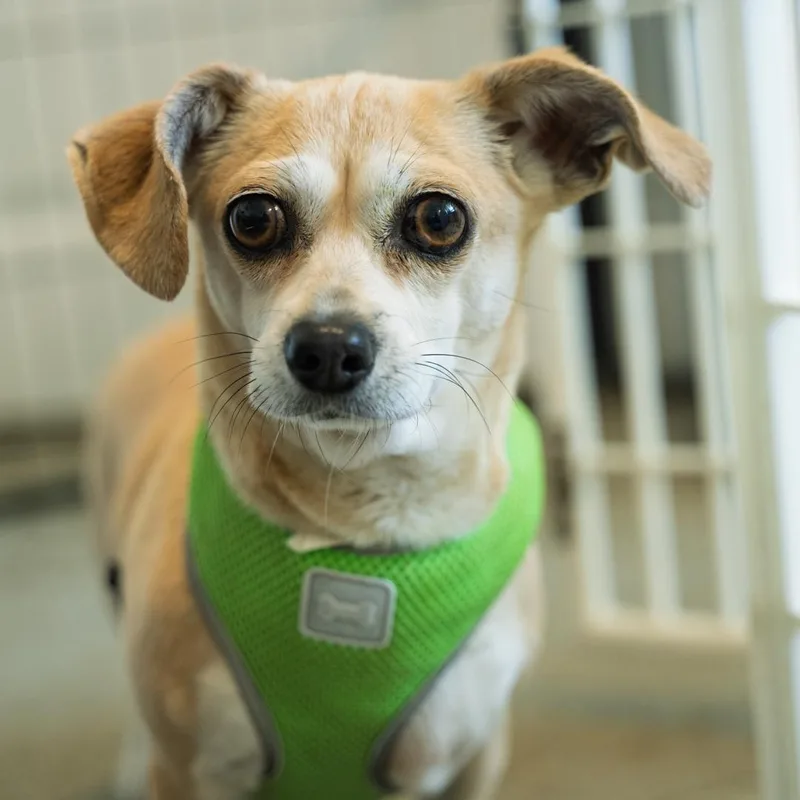 An adult small-sized female Apricot / Beige Chiweenie dog named Maeby Cuddly Companion Dog for adoption in Bethel, CT