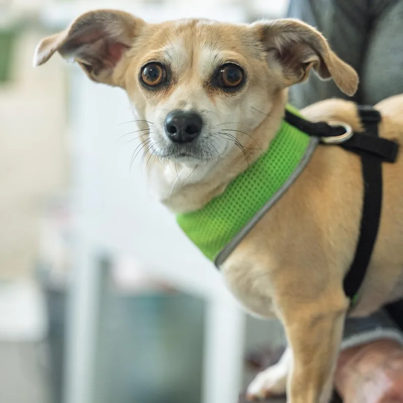 Maeby Cuddly Companion Dog thumbnail 2