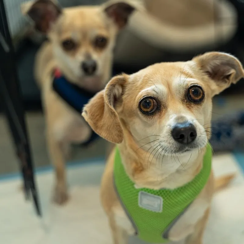 Maeby Cuddly Companion Dog thumbnail 4