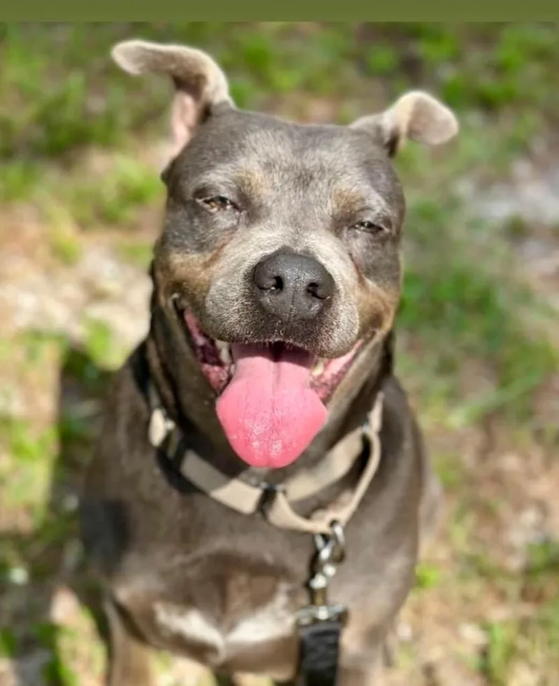 Sandrafee Fully Sponsored! thumbnail 4