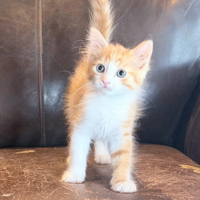 A baby medium-sized male Domestic Short Hair cat named COLBY JACk for adoption in Cranston, RI