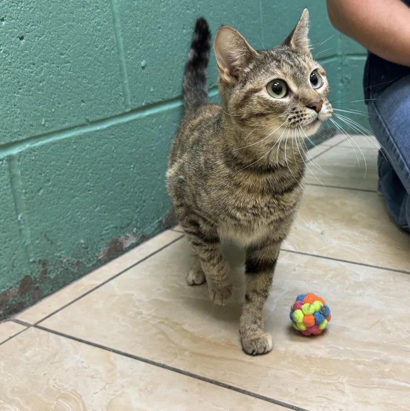 A young medium-sized female Torbie Domestic Short Hair cat named Maple for adoption in Latrobe, PA