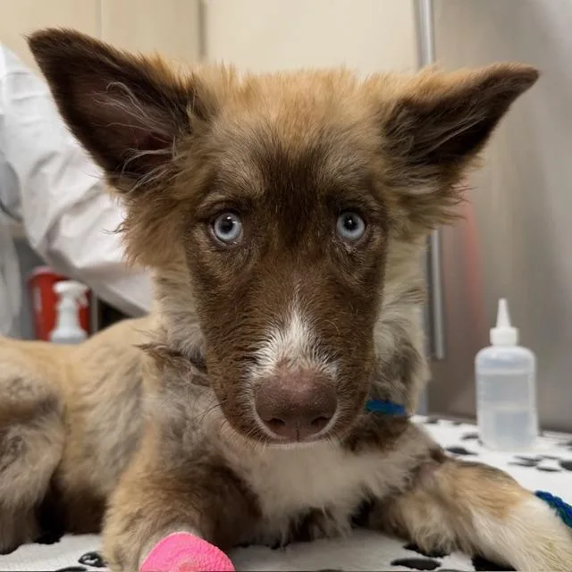 A baby small-sized female Siberian Husky dog named Whisper for adoption in Las Vegas, NV