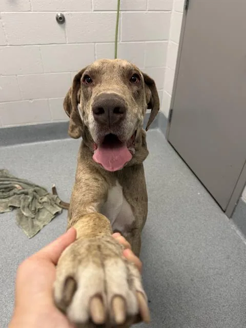 A young large-sized male Great Dane dog named Zeus for adoption in Indianapolis, IN