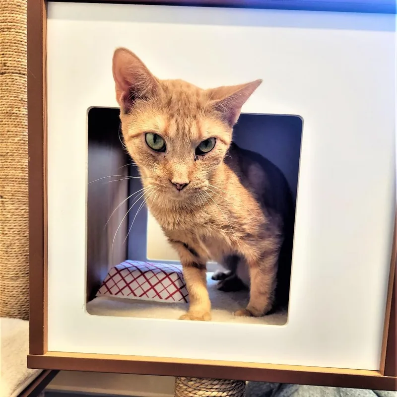 A senior medium-sized female Orange / Red Domestic Short Hair cat named Sasha for adoption in Briarcliff Manor, NY