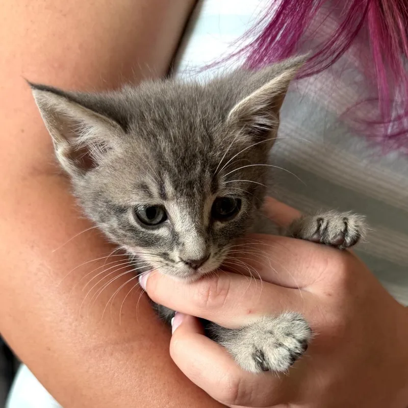A baby small-sized female Gray / Blue / Silver Domestic Short Hair cat named Rabbit for adoption in Long Beach, CA