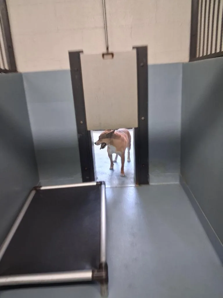 A young medium-sized male Mixed Breed dog named Healy for adoption in Cartersville , GA