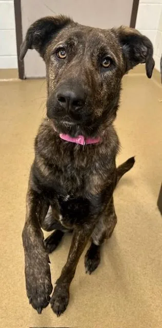 A young large-sized female Hound dog named Lottie for adoption in Derwood, MD