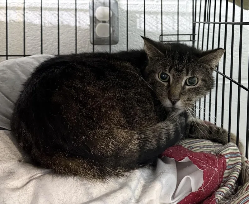 An adult medium-sized female Brown / Chocolate Domestic Short Hair cat named Gabby for adoption in New Cumberland, WV