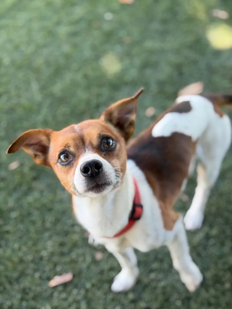 An adult small-sized male Jack Russell Terrier dog named Baja Blast for adoption in Chico, CA
