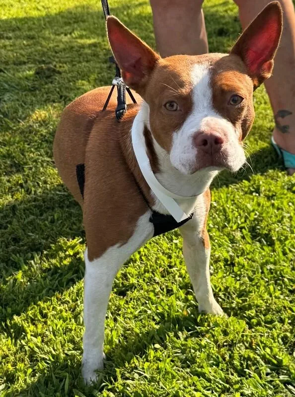 Buster