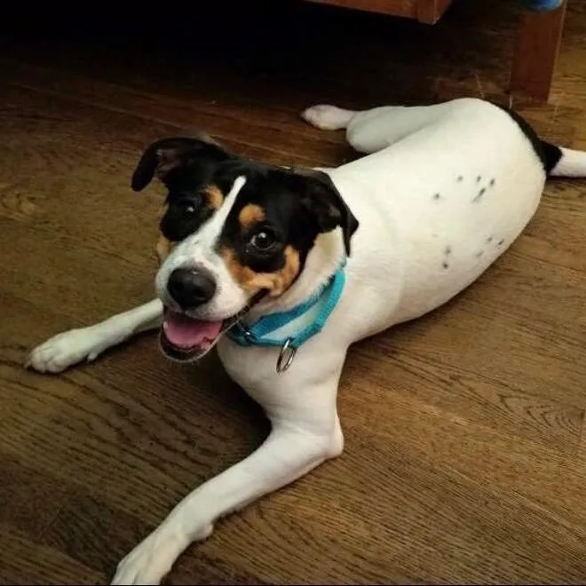A young medium-sized female White / Cream Jack Russell Terrier dog named Classy for adoption in West Point, MS