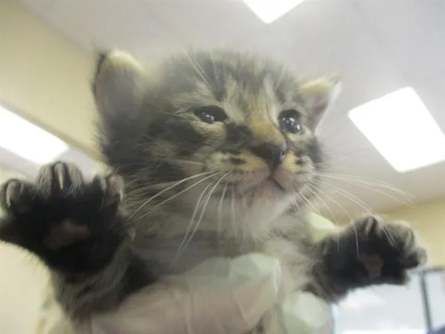 A baby small-sized male Domestic Short Hair cat named Tigger for adoption in Ocala, FL