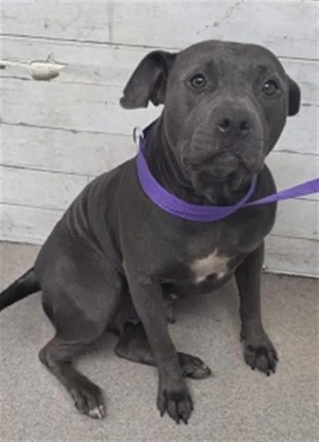 An adult medium-sized female Pit Bull Terrier dog named Jen for adoption in San Bernardino, CA