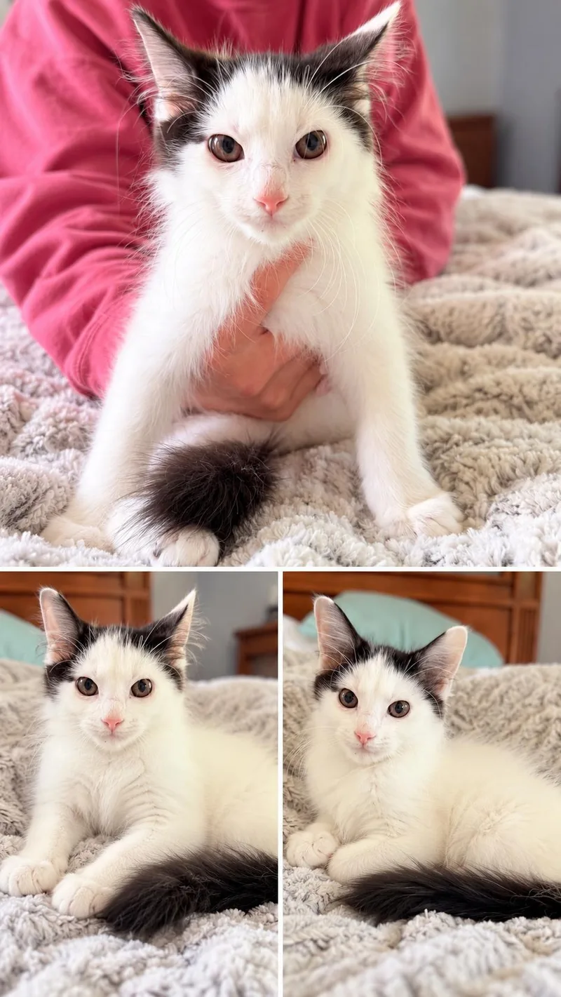 A baby medium-sized male Domestic Long Hair cat named Smores for adoption in Crystal Lake, IL