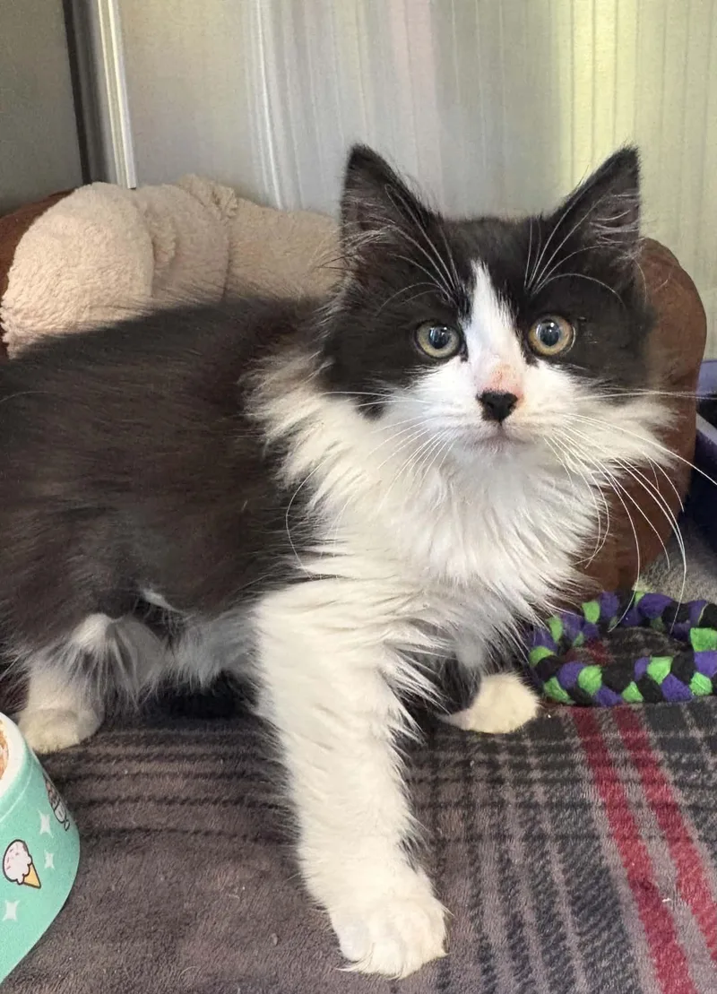 A baby medium-sized female Black Domestic Long Hair cat named Tootie for adoption in Grants Pass, OR