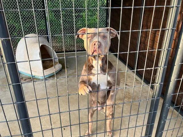 An adult medium-sized male Yellow / Tan / Blond / Fawn American Bully dog named Turbo for adoption in Nocona, TX