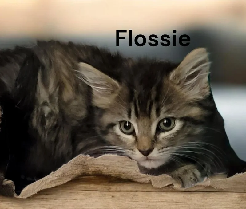 Flossie